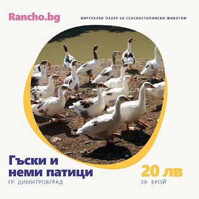 Дизайн на реклама в социалните мрежи.